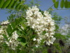 Black locust in bloom