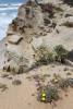 Calystegia_Abronia_on_bluff_2012_1.JPG