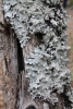 Lichens_on_wood_spring_2014.JPG
