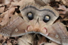 Moth_in_leaf_litter_Spring_2014.JPG