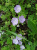 Phacelia strictiflora