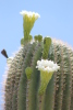 Saguaro_flowers_closeup_2012_2.JPG