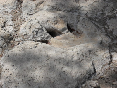 Predatory dinosaur footprint