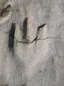 Acrocanthosaurus footprint in Texas