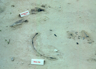 Labeled specimens at Ashfall Beds