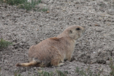 Prairie dog in Badlands