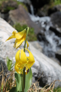 Tundra lily in Montana