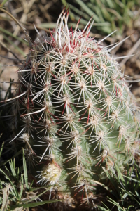 Echinocereus cactus, Black Mesa, Oklahoma