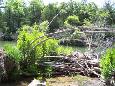 Resprouting alders on Blue River, Oklahoma