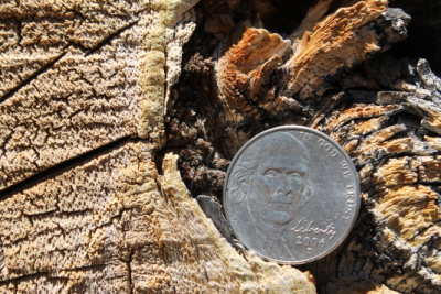 Bristlecone pine wood layers