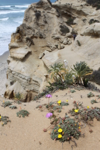 Dune flowers in California