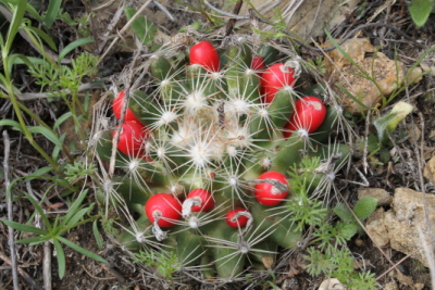 Coryptantha cactus in fruit, Oklahoma
