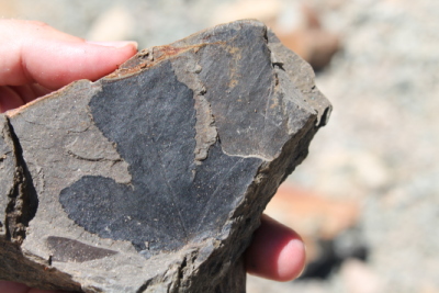 Miocene leaf fossil, Idaho