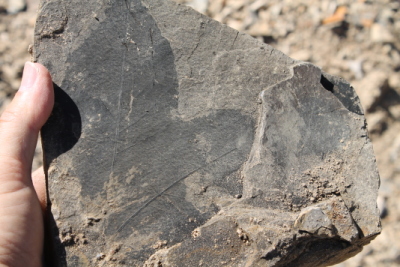 Fossilized Miocene leaf, Idaho