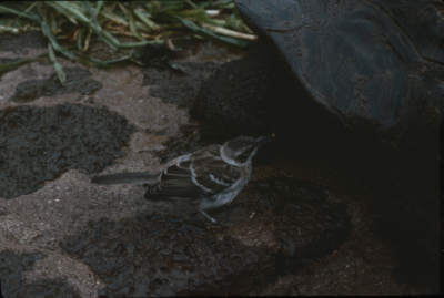 A bird eating a parasite from a giant tortoise