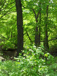 Deciduous forest on Indiana Dunes