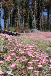 Linanthus montanus in Sequoia National Park