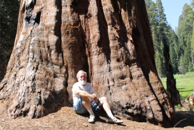 A botanist and a giant sequoia