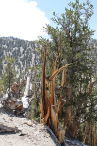 Ancient bristlecone pines