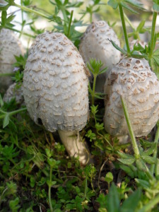 Spring mushrooms in Oklahoma