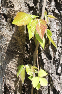 Young leaves of poison ivy