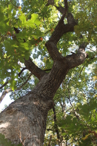 Bur oak, Oklahoma
