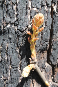 Post oak bud in spring