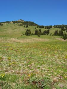 Wildflowers in alpine meadow, Mt. Rainier