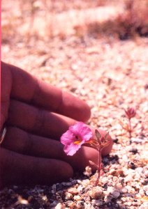 A tiny spring wildflower in the desert (Mimulus bigelovii)