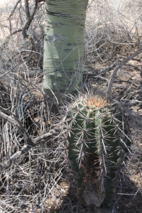 Saguaro in the shade