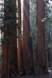 Giant sequoia grove