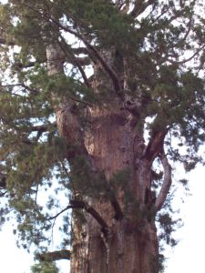 General Sherman Tree (top)