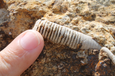 Crinoid fossils in Oklahoma