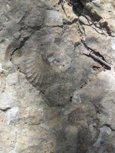 Fossil at Lake Texoma
