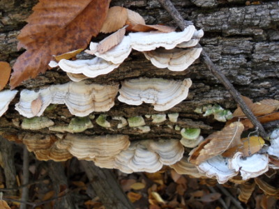 Shelf fungi and symbiosis