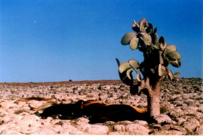 A few sealions laying down in the shade of a cactus