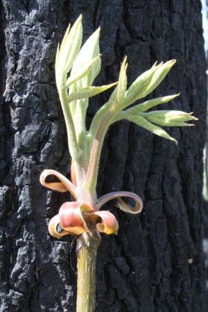Black hickory bud in spring