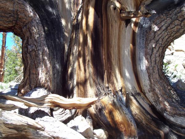 An ancient bristlecone pine (Pinus longeava)