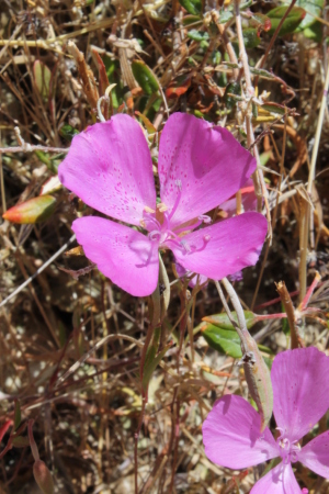 Clarkia flower