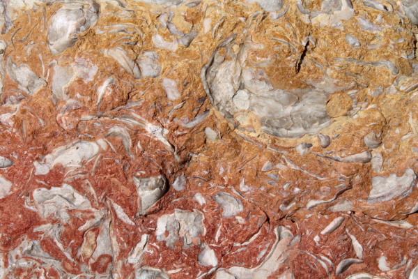 Mollusk fossils in Oklahoma