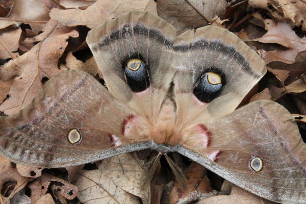 Predator mimicry in moth