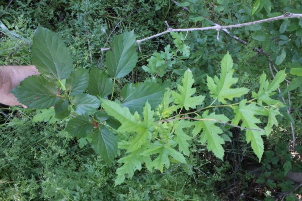 Leaves of mature vs. juvenile mulberry
