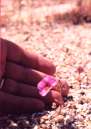 A tiny spring wildflower in the desert (Mimulus bigelovii)